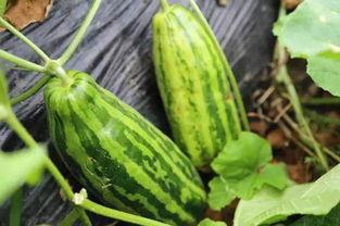 梦见我分瓜吃瓜好不好,分瓜吃瓜预示着什么？