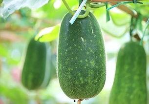 梦见我分瓜吃瓜好不好,分瓜吃瓜预示着什么？