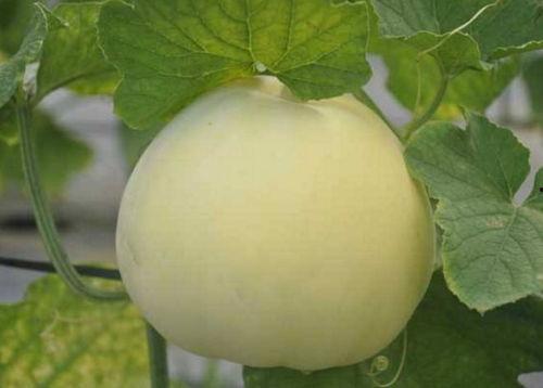 梨瓜甜瓜怎么吃,解锁夏日清新口感