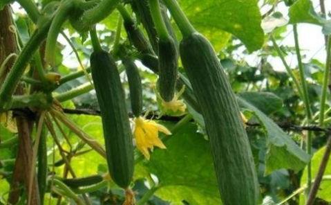 每天吃瓜吃不明白,揭秘娱乐圈那些你不知道的秘密