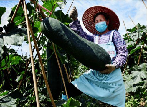 吃瓜了江门,揭秘背后真相与网络舆论的力量