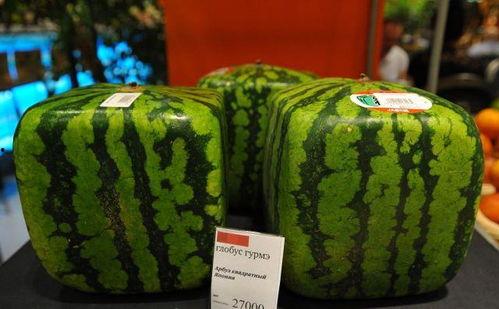 地雷瓜可以蒸吃,传统美食的别样风味