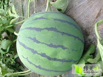 地雷瓜可以蒸吃,传统美食的别样风味