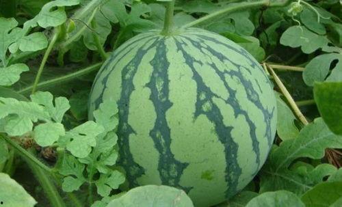 小绿吃瓜,揭秘瓜界那些事儿