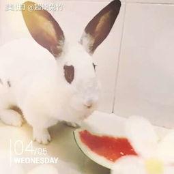 吃瓜兔图,揭秘网络热图的趣味与内涵