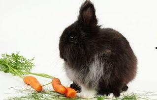 吃瓜兔图,揭秘网络热图的趣味与内涵