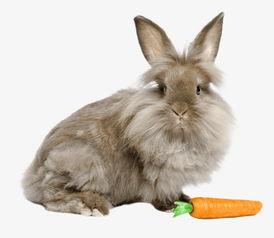 吃瓜兔图,揭秘网络热图的趣味与内涵