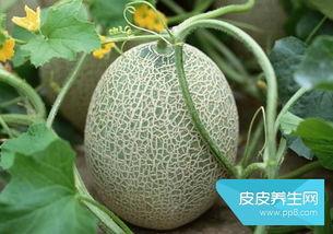 哈密瓜适不适合老人家吃,适合老年人的健康美味选择