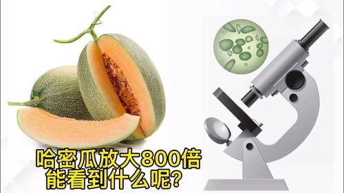 哈密瓜适不适合老人家吃,适合老年人的健康美味选择