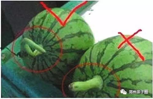 挖勺吃瓜技巧,夏日消暑新时尚