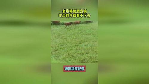 发疯的吃瓜,揭秘娱乐圈幕后真相