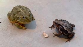 蟾蜍吃瓜,瓜果盛宴