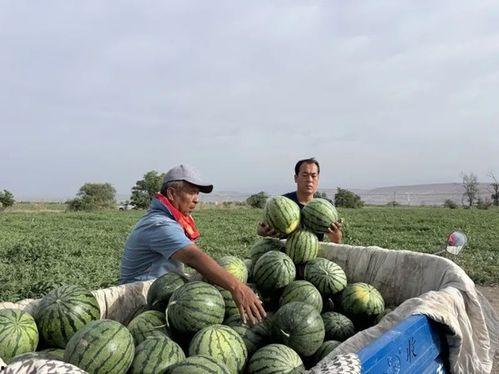 风吟吃瓜,揭秘娱乐圈的甜蜜与苦涩