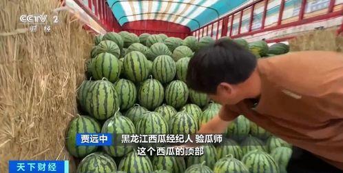 安县吃瓜,品味夏日清凉