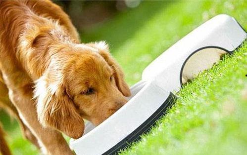 狗可以吃大白瓜,大白瓜成为宠物新宠