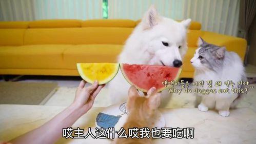 狗可以吃大白瓜,大白瓜成为宠物新宠