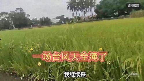 国际局势吃瓜,吃瓜群众看世界