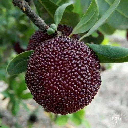 刘大瓜吃鳖,一场舌尖上的冒险之旅