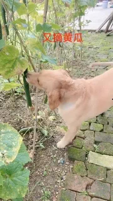 狗吃刺瓜,刺瓜美食之旅