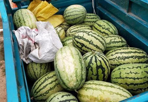 偷瓜惊魂2群众吃瓜,群众吃瓜背后的真相揭秘