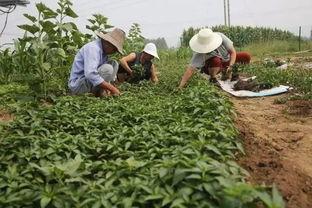 勉县吃瓜事件,一场网络舆论的风波与反思