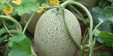 喀纳斯蜜瓜怎样吃,解锁夏日清新美味