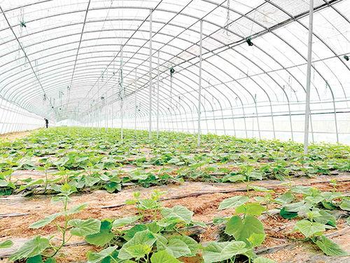 菜棚子吃瓜,一场别开生面的乡村盛宴