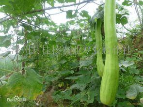 吃砍瓜会致癌吗