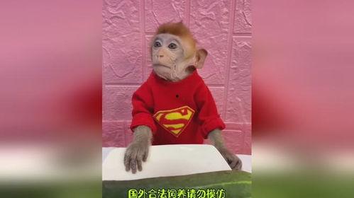 吃瓜动物搞笑配音,动物界的搞笑配音大作战