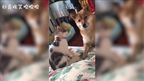 小猫震惊吃瓜,震惊场面引网友热议
